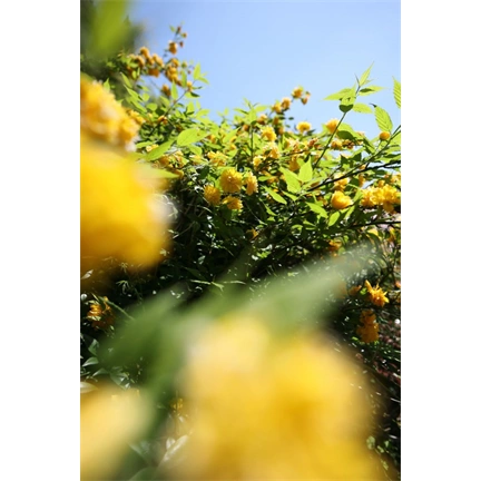 Sigma 12mm f/1.4 DC (C) objektív (Canon-RF)