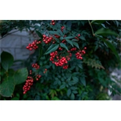 Sigma 15mm f/1.4 DC (Contemporary) Canon-RF objektív