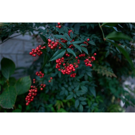 Sigma 15mm f/1.4 DC (Contemporary) Canon-RF objektív