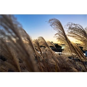 Sigma 15mm f/1.4 DC (Contemporary) Canon-RF objektív