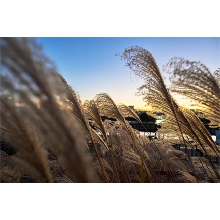 Sigma 15mm f/1.4 DC (Contemporary) Canon-RF objektív