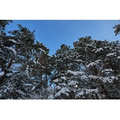 Sigma 15mm f/1.4 DC (Contemporary) Canon-RF objektív