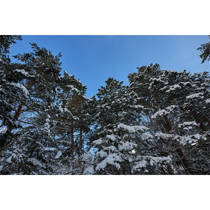 Sigma 15mm f/1.4 DC (Contemporary) Canon-RF objektív