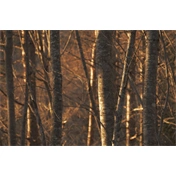 Sigma 16-300mm f/3.5-6.3 DC DN (C) objektív (Canon RF) Sigma 16-300mm f/3.5-6.3 DC DN (C) objektív (Canon RF)