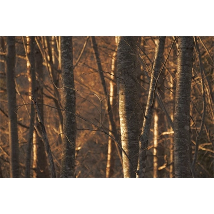 Sigma 16-300mm f/3.5-6.3 DC DN (C) objektív (Canon RF) Sigma 16-300mm f/3.5-6.3 DC DN (C) objektív (Canon RF)