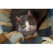 Sigma 16-300mm f/3.5-6.3 DC DN (C) objektív (Sony E)