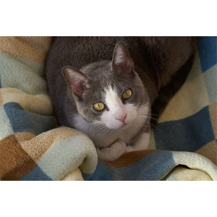 Sigma 16-300mm f/3.5-6.3 DC DN (C) objektív (Sony E)