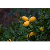 Sigma 16-300mm f/3.5-6.3 DC DN (C) objektív (Sony E)