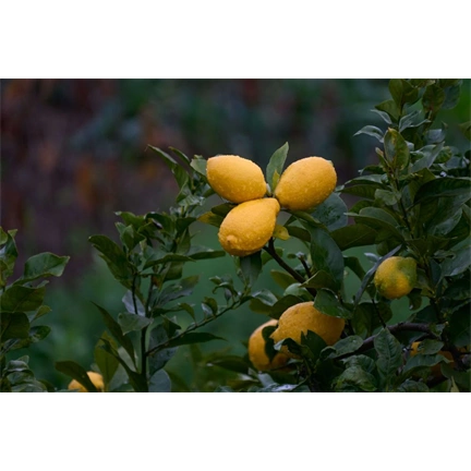 Sigma 16-300mm f/3.5-6.3 DC DN (C) objektív (Sony E)