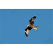 Sigma 300-600mm f/4 DG DN OS (S) objektív (Sony E)