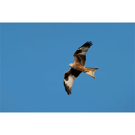 Sigma 300-600mm f/4 DG DN OS (S) objektív (Sony E)