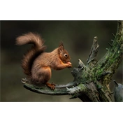 Sigma 300-600mm f/4 DG DN OS (S) objektív (Sony E)