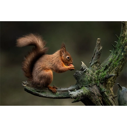 Sigma 300-600mm f/4 DG DN OS (S) objektív (Sony E)