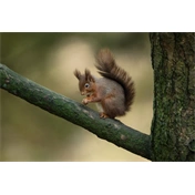 Sigma 300-600mm f/4 DG DN OS (S) objektív (Sony E)