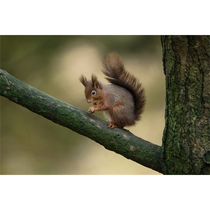 Sigma 300-600mm f/4 DG DN OS (S) objektív (Sony E)