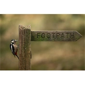 Sigma 300-600mm f/4 DG DN OS (S) objektív (Sony E)