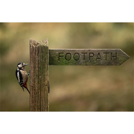 Sigma 300-600mm f/4 DG DN OS (S) objektív (Sony E)