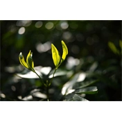 Sigma 35mm f/1.4 DG II (Art) Leica-L objektív