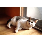 Sigma 35mm f/1.4 DG II (Art) Sony-E objektív