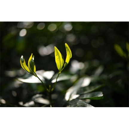 Sigma 35mm f/1.4 DG II (Art) Sony-E objektív