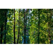 Sigma 56mm f/1.4 DC DN (C) Canon RF objektív