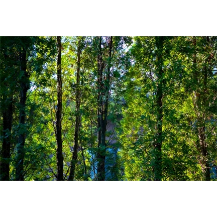 Sigma 56mm f/1.4 DC DN (C) Canon RF objektív