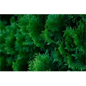 Sigma 56mm f/1.4 DC DN (C) Canon RF objektív