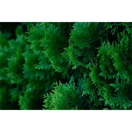 Sigma 56mm f/1.4 DC DN (C) Canon RF objektív