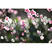 Sigma 56mm f/1.4 DC DN (C) Canon RF objektív