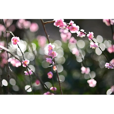 Sigma 56mm f/1.4 DC DN (C) Canon RF objektív