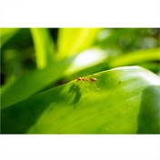 TAMRON 25-200mm F/2.8-5.6 DiIII VXD G2 Sony