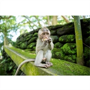 TAMRON 25-200mm F/2.8-5.6 DiIII VXD G2 Sony