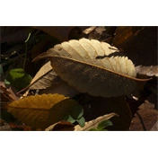 TAMRON SP 90mm f/2.8 Di Macro 1:1 VC USD rev. 2 (CANON)