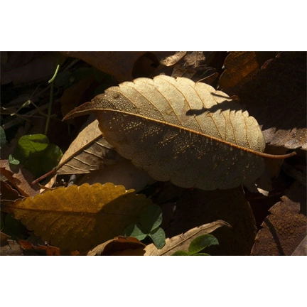 TAMRON SP 90mm f/2.8 Di Macro 1:1 VC USD rev. 2 (CANON)