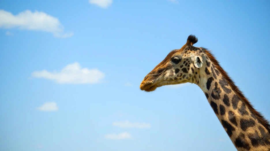 Tamron 150-500-zal Afrikában