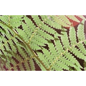 WASHI X - 100 ISO/21° Színes Film 135