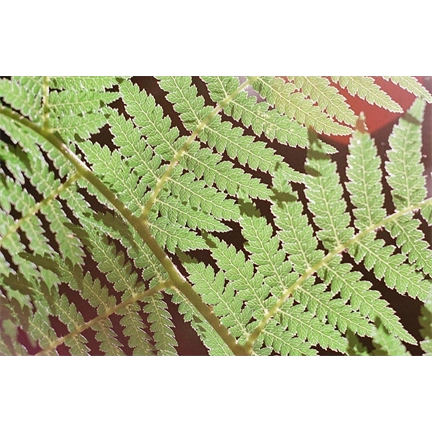 WASHI X - 100 ISO/21° Színes Film 135