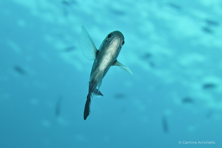 phaseone carmine arrichiello underwater 100mp