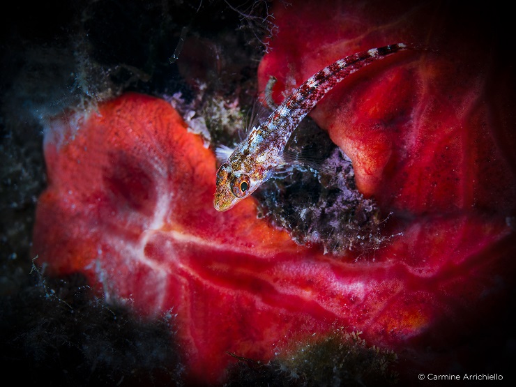 phaseone carmine arrichiello underwater 100mp