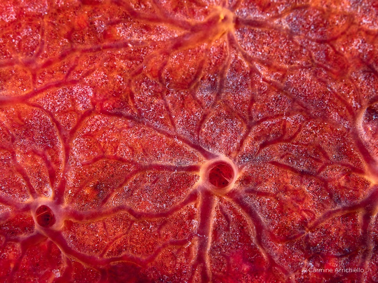 phaseone carmine arrichiello underwater 100mp