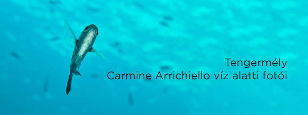 phaseone carmine arrichiello underwater banner