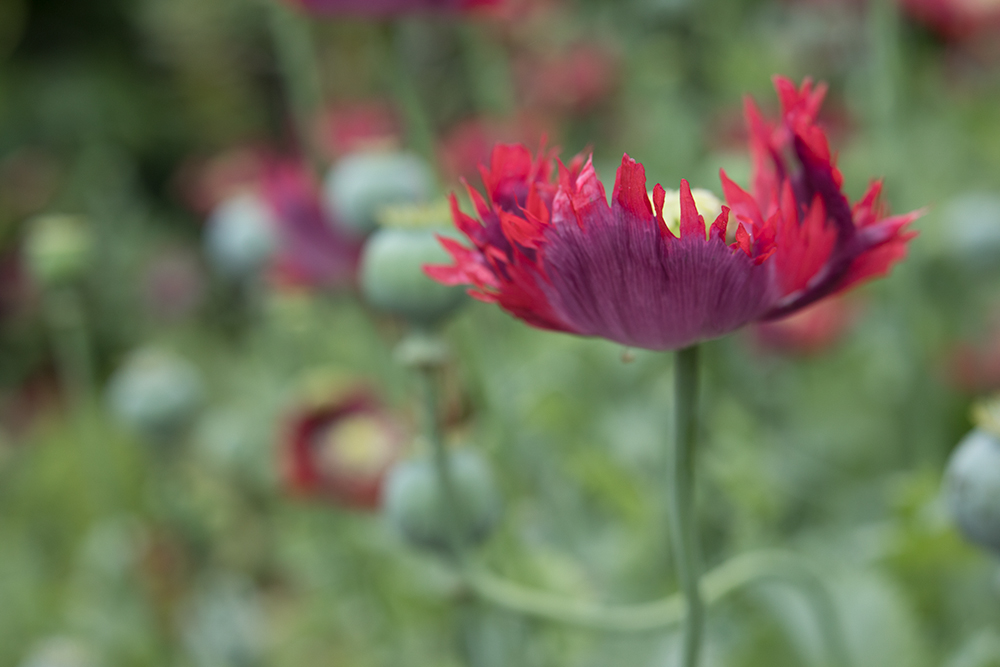 lensbaby velvet 85