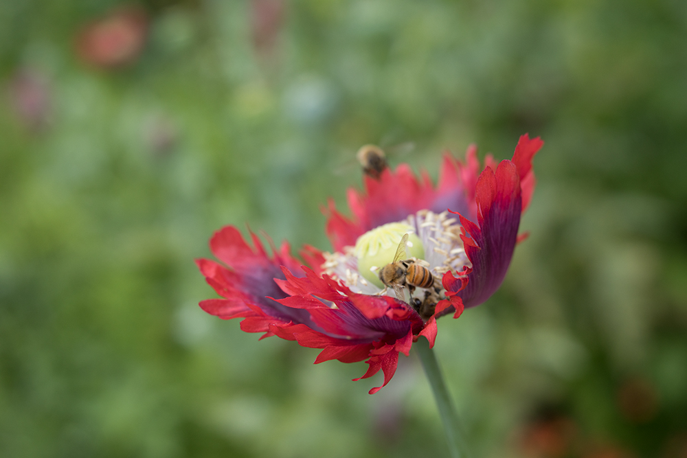 lensbaby velvet 85