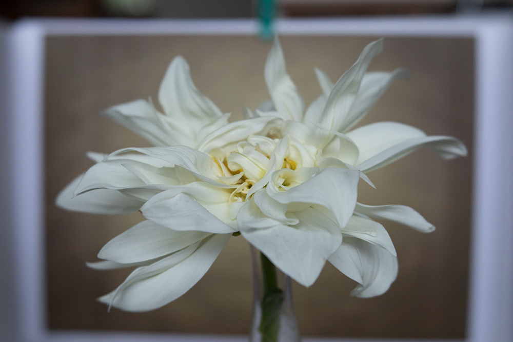 lensbaby velvet 85