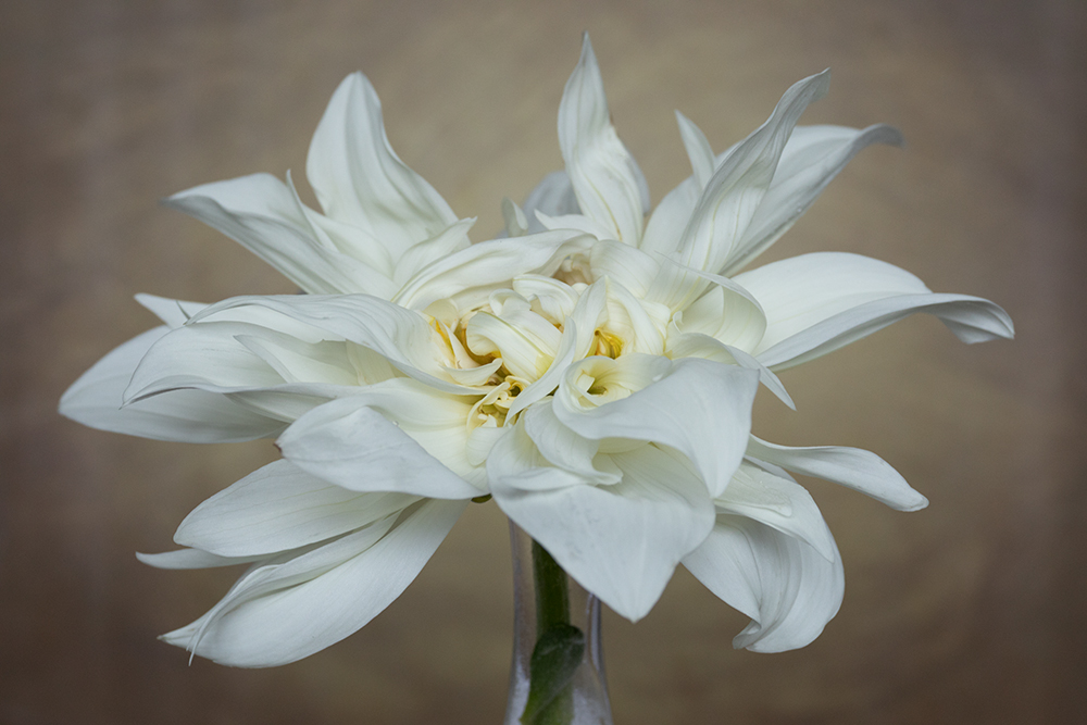 lensbaby velvet 85
