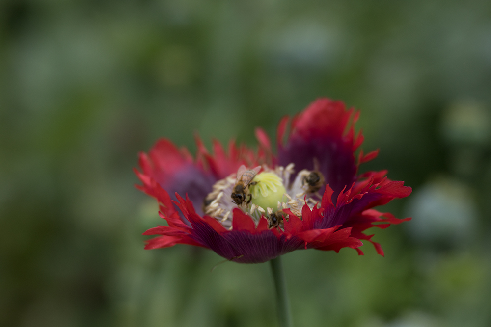 lensbaby velvet 85