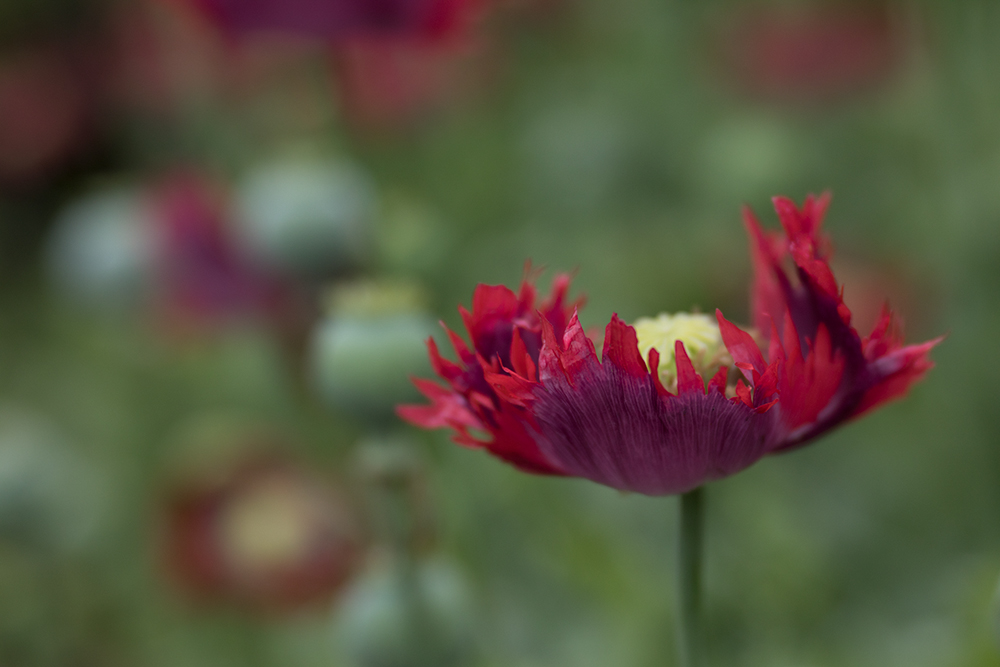 lensbaby velvet 85