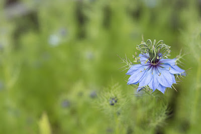 lensbaby velvet 85