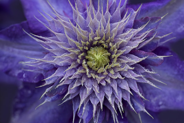 lensbaby velvet 85